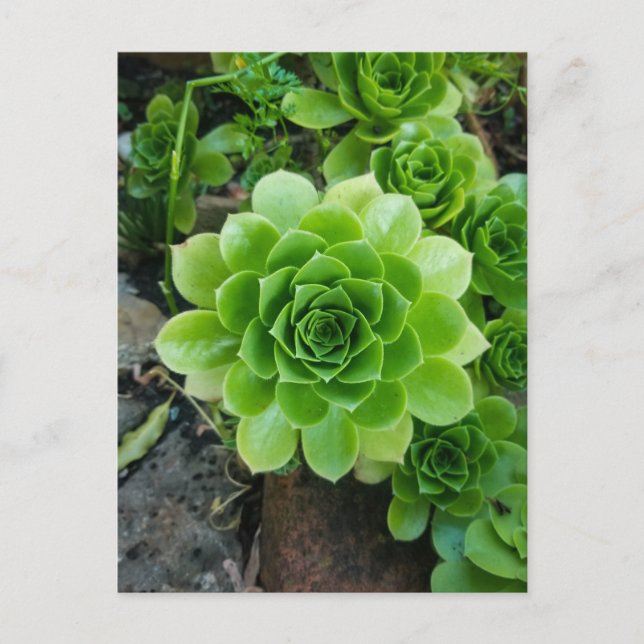 Green succulent postcard (Front)