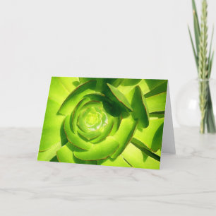 Green Succulent Square by Amy Vangsgard Holiday Card
