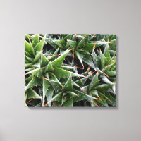 Green succulents flowers decorative photography