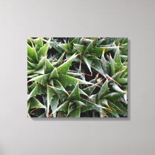 Green succulents flowers decorative photography canvas print