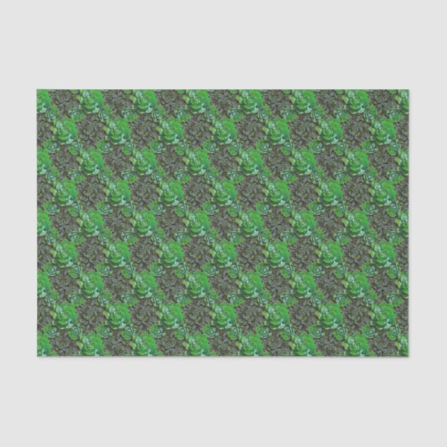 Green Succulents Lattice Pattern Tissue Paper (Front)