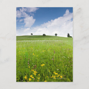 green summer meadows in bavaria, ostallgÃ¤u with Postcard
