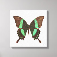 Green Swallowtail Butterfly