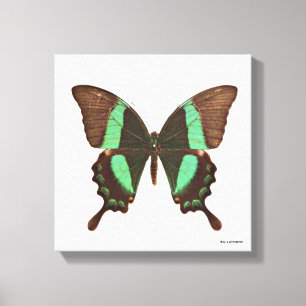 Green Swallowtail Butterfly Canvas Print