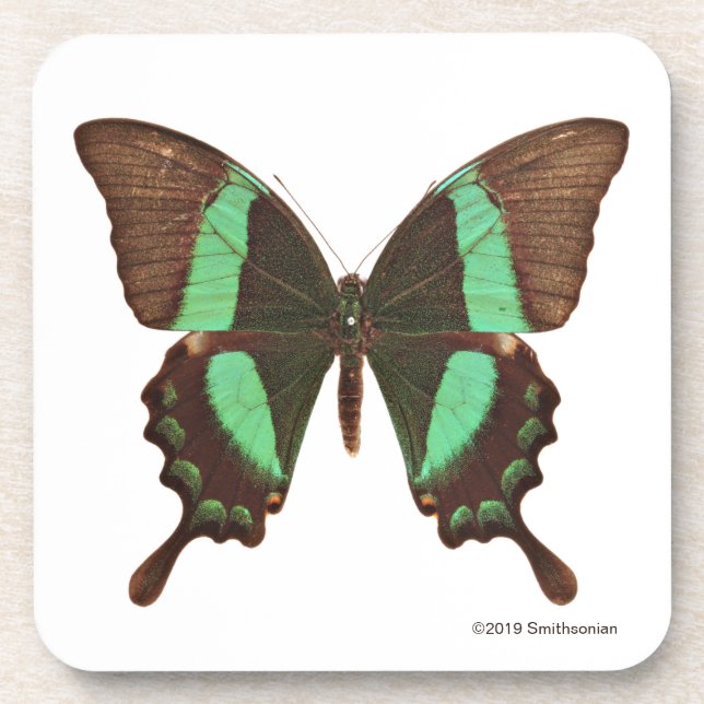 Green Swallowtail Butterfly Coaster (Front)