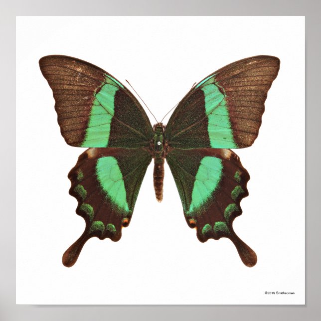Green Swallowtail Butterfly Poster (Front)