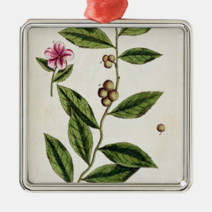 Green Tea, plate 351 from 'A Curious Herbal', publ Metal Tree Decoration