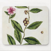 Green Tea, plate 351 from 'A Curious Herbal', publ