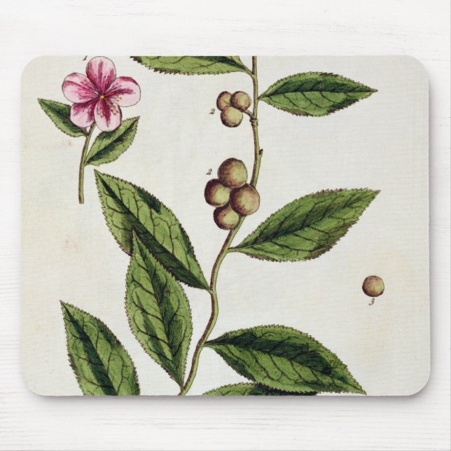 Green Tea, plate 351 from 'A Curious Herbal', publ Mouse Pad (Front)