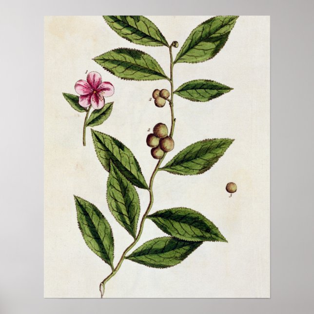 Green Tea, plate 351 from 'A Curious Herbal', publ Poster (Front)