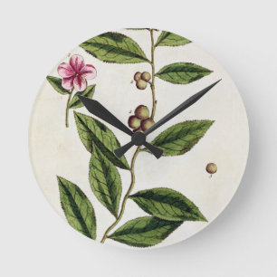 Green Tea, plate 351 from 'A Curious Herbal', publ Round Clock
