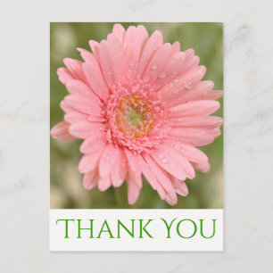 Green Thank You Pink Gerbera Daisy Flower Postcard