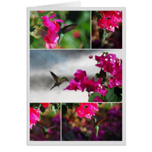 Green-throated Carib Hummingbird Collage