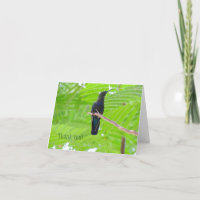 Green Throated Carib Hummingbird Note Card