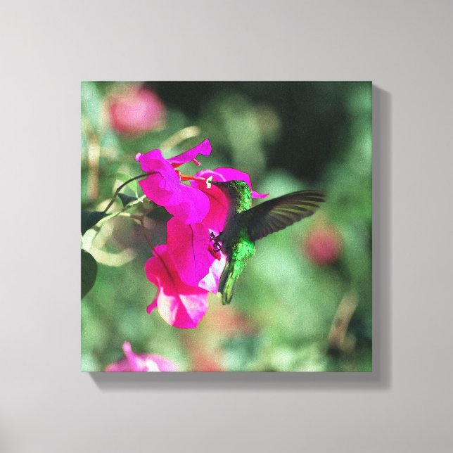 Green Throated Carib Hummingbird on Bougainvillea Canvas Print (Front)