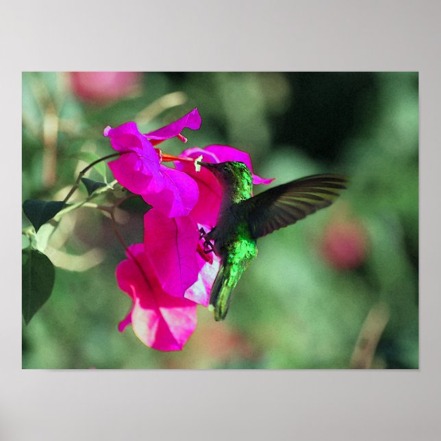 Green Throated Carib Hummingbird on Bougainvillea Poster (Front)