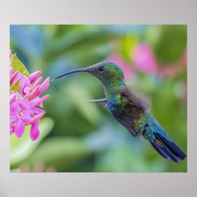 Green Throated Carib Hummingbird Poster (Front)