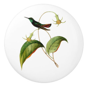 Green Throated Mango Hummingbird Ceramic Knob