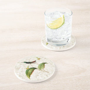 Green Throated Mango Hummingbird Sandstone Coaster