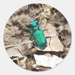 Green Tiger Beetle Classic Round Sticker