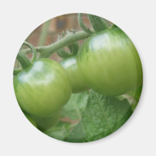 Green Tomatoes Magnet