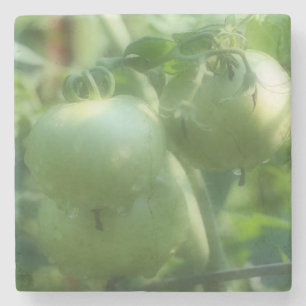 Green Tomatoes On The Vine Nature Stone Coaster