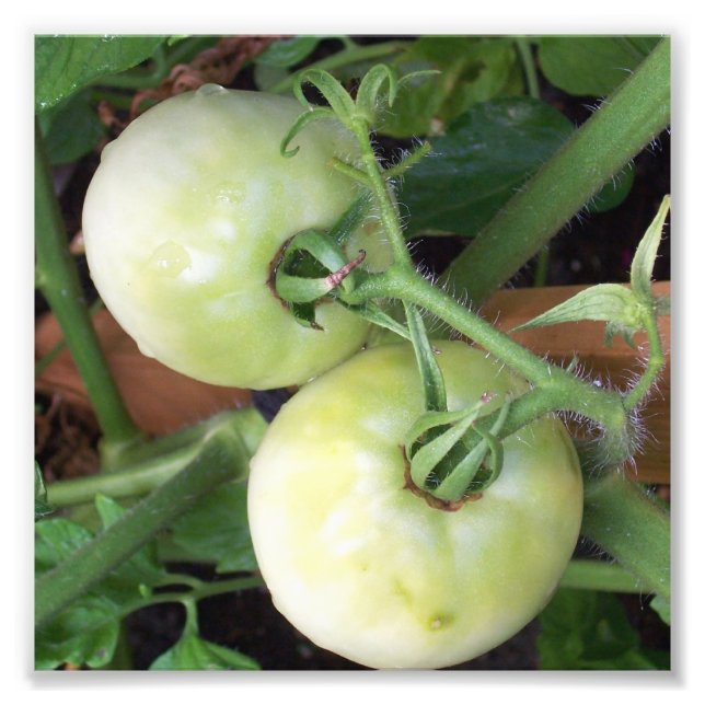 Green Tomatoes Photo Print (Front)