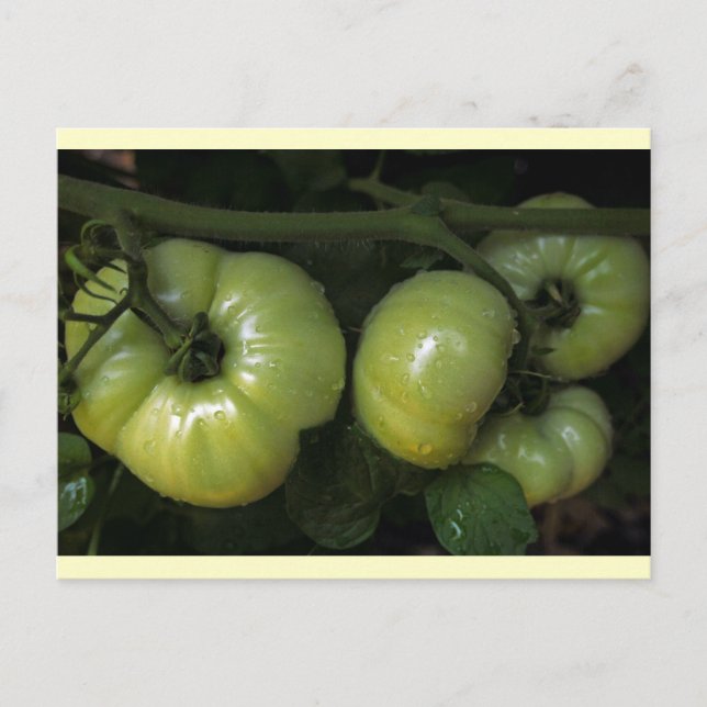Green Tomatoes Postcard (Front)