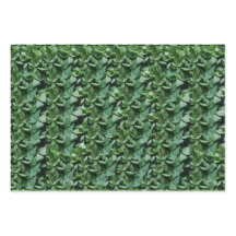 Green Tora Leaves Botanical