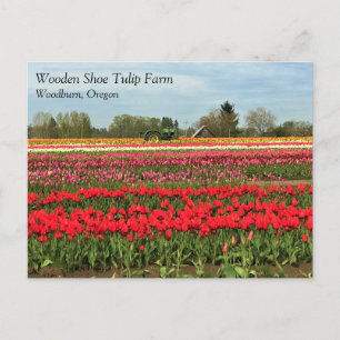 Green Tractor in Tulip Field, Oregon Postcard