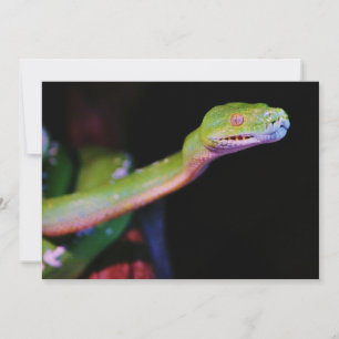 Green Tree Boa Stretching