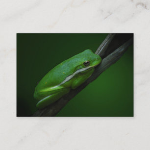 Green Tree Frog ATC Card