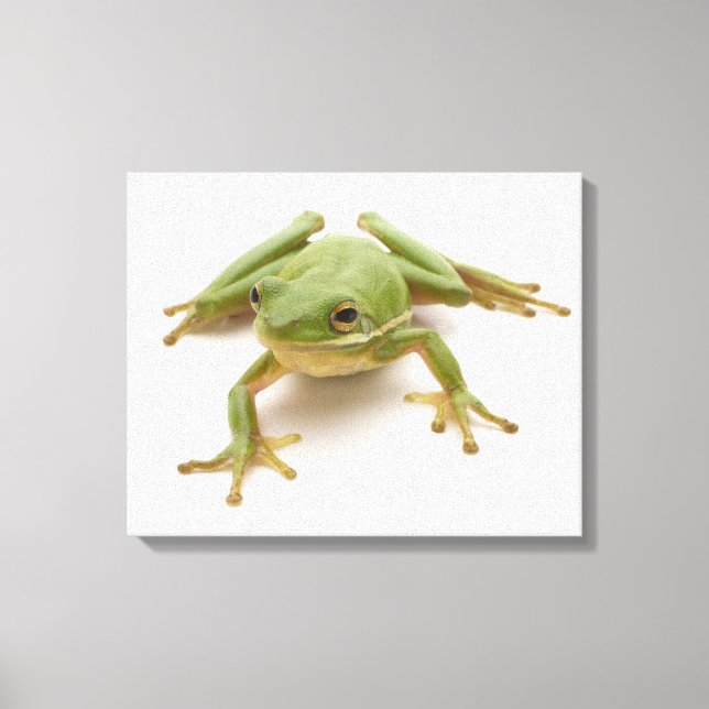 Green Tree Frog Canvas Print (Front)