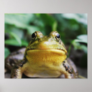 Green Tree Frog Close-Up Poster