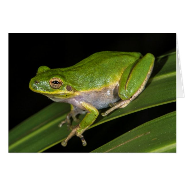 Green Tree Frog (Hyla cinerea) 2 (Front Horizontal)