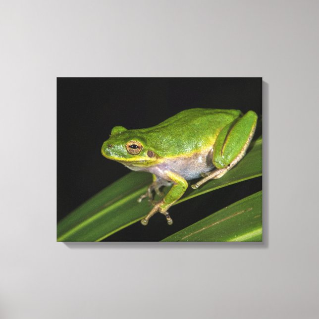 Green Tree Frog (Hyla cinerea) 2 Canvas Print (Front)