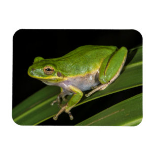 Green Tree Frog (Hyla cinerea) 2 Magnet