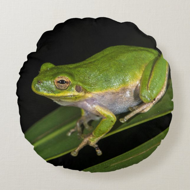 Green Tree Frog (Hyla cinerea) 2 Round Cushion (Front)