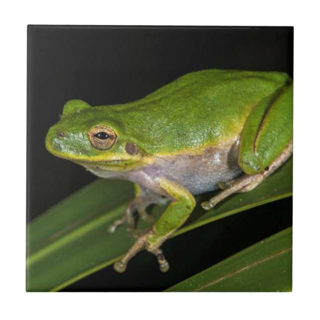 Green Tree Frog (Hyla cinerea) 2 Tile (Front)