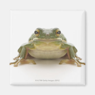 Green tree frog (Hylidae cinerea) Magnet