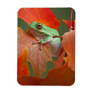 Green Tree Frog In Fall Magnet