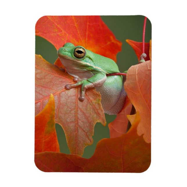 Green Tree Frog In Fall Magnet (Vertical)