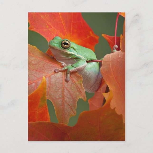 Green Tree Frog In Fall Postcard (Front)