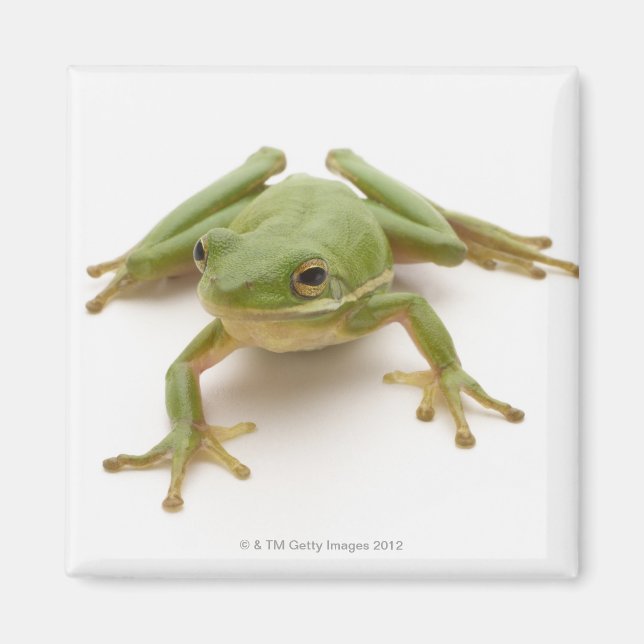Green Tree Frog Magnet (Front)