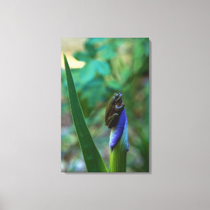 Green Tree Frog on Iris Canvas Print