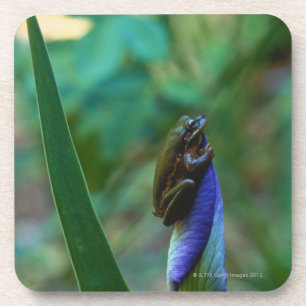 Green Tree Frog on Iris Coaster