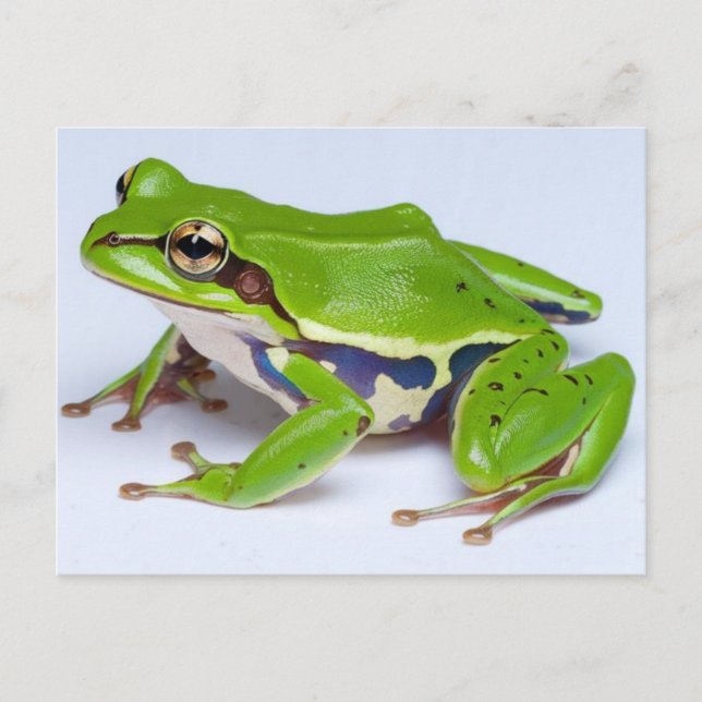 Green Tree Frog Postcard (Front)