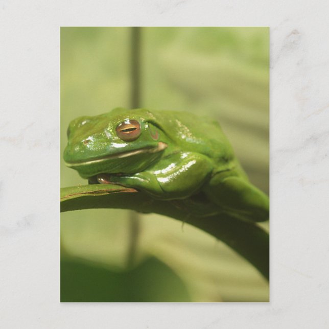 Green Tree Frog Postcard (Front)