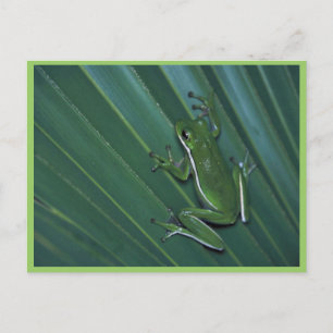 Green Tree Frog Postcard