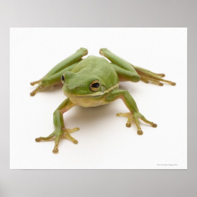 Green Tree Frog Poster (Front)